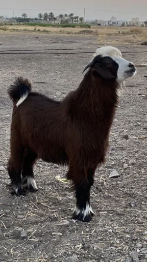 للبيع سخل أصل سعيدي
