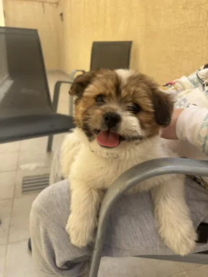 very playful dog maltese 50 days old very quiet