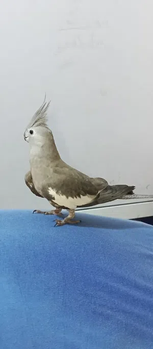 كوكتيل  وايت فيس