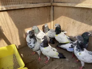 حمام باكستاني و حمام شماسي