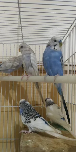Other Animals2