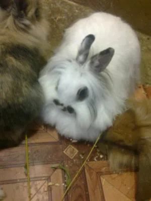 اناثي أرانب  للبيع