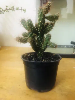 Cactus plant