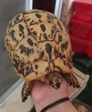 Turtles1