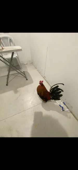 دجاج للبيع حياكم