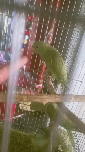 بغبغاء دره هندي