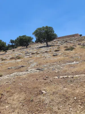 ارض 1173 متر صروت حوض البلد على شارعين مطله ومرتفعه فيها أشجار بلوط جميلة المنظر .