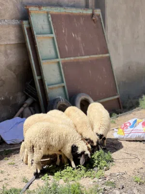 6 فطايم وطنيات عمر 3 شهور 3 شهور ونص عز يلي بيربي