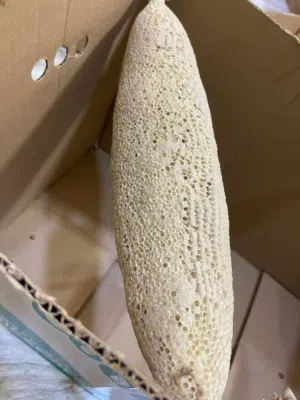 عسل سدر طبيعي للبيع
