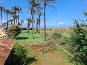 Commercial Land for Sale in Alexandria Maamoura
