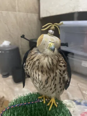 الطير للبيع سليم وشرط الصحه والحجم كبير ومدرب مع اغراضه ب 25 مع اغراضه