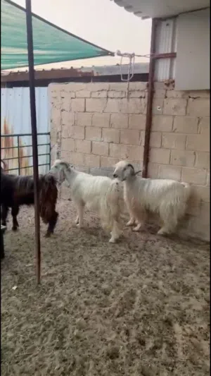 للبيع ضحيه تيس عمره سنتين