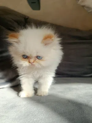 chat persan