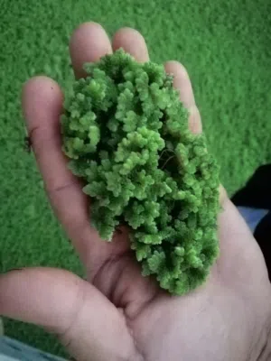 نبات الازولا خس الماء نبات زهرة النيل