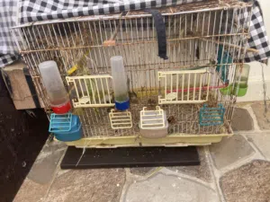 كوبيه زيبرا تحتها زوز فروخ ودحي