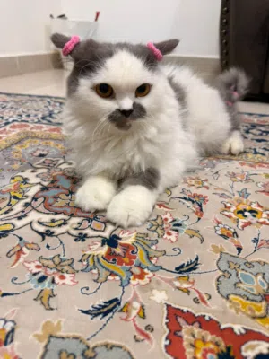 قط جميل جداً ذكر