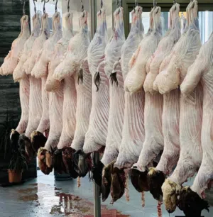 خاروف روماني وبلدي ذبح بيدك 6.40