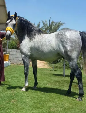 خيل عربي اصيل