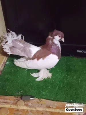 فحل كرنكو اصلي خط اول. هزاز  جبير