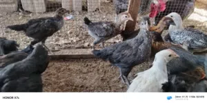 فراخ بلدية للبيع