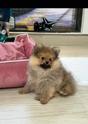 كلبة بوميرينيان  Pomeranian puppy   fox face