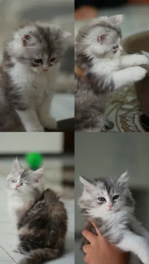 قطط انثى شيرازي