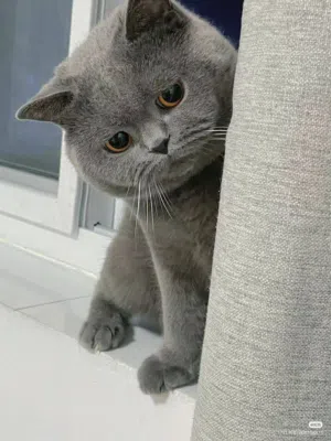قطه بريطاني سكوتش كيوت
