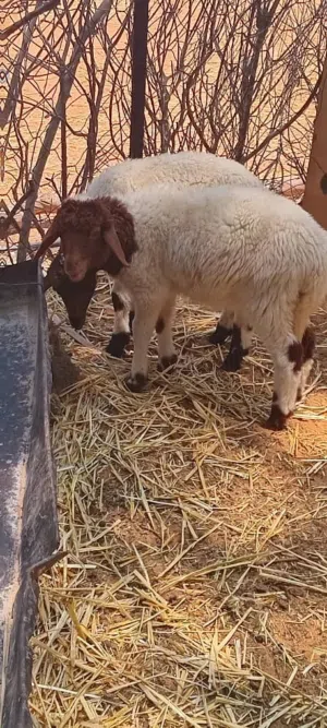 حولي وحوليه ثوميات  للبيع