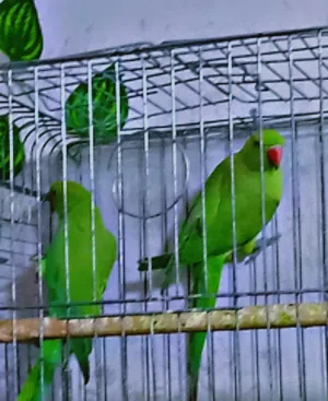 حبتين دره بسم الله ما شاء الله فحل وطيره بعدهن مش جاهزات العمر سبعه اشهر حبات جامبو