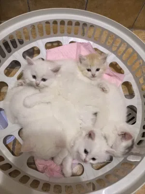 6 week old kittens for adoption. 2 male 2 female