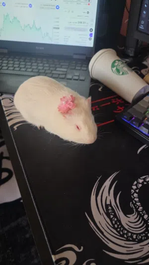 guinea pig