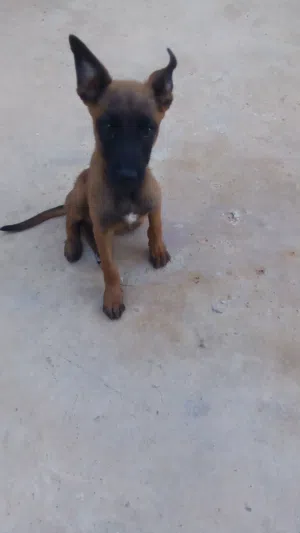 كلب للبيع عمره 3 شهور