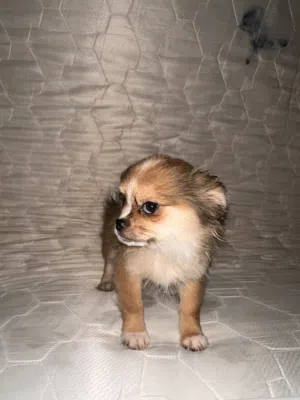 Pekingese male