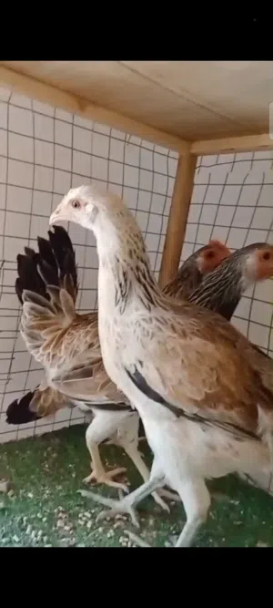 دندراوي كويتي