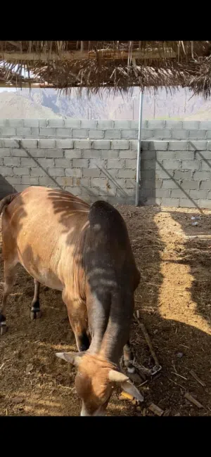 ثور مطعوم طعام الدار