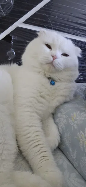 Male Cat Available for Mating ( don't call and please message in watsup)