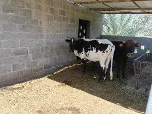 بقرة للبيع للتفاصيل اقرا الوصف