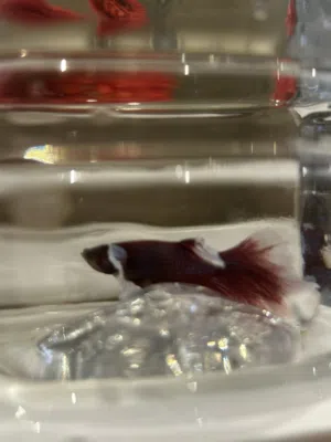 Betta fish dumbo ear half moon  سمك البيتا الدامبو اير هالف مون