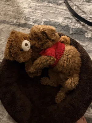 توي بودل Toy Poodle Male – 4 Months Old