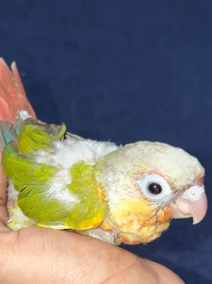 Parrots1