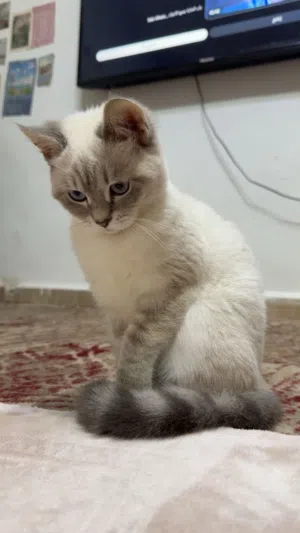 قطة للبيع ..