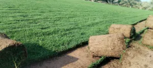 تخفيض.. للعشب الطبيعي الأمريكي بلاس بيلام C2000 وبرمودا