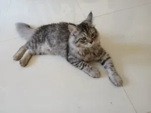 Turkish persian cats
