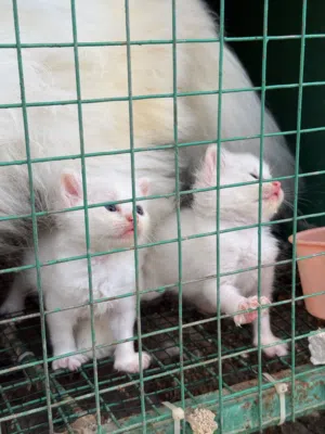 kitten persian 1 and haf  month