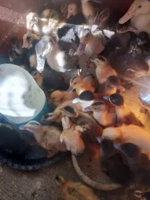 صوص بط تركي