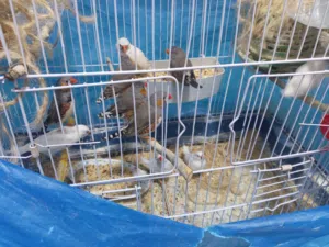 5 جواز جنه مع مطير