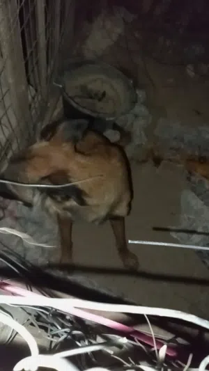 للبيع كلبه سلق شوف الوصف