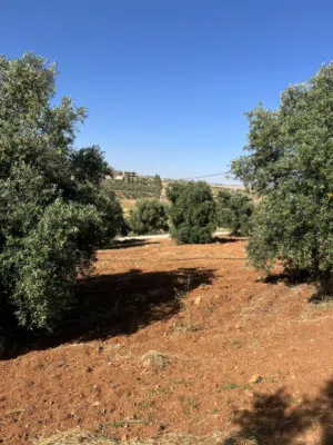 Farm Land for Sale in Jerash Dahl