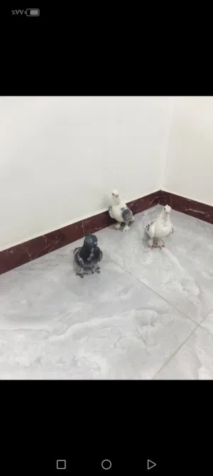 3 نثايه ستلايت مكان دور الشرطه