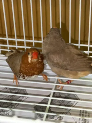 للبيع زوج زيبار هاف اورنج ب 20